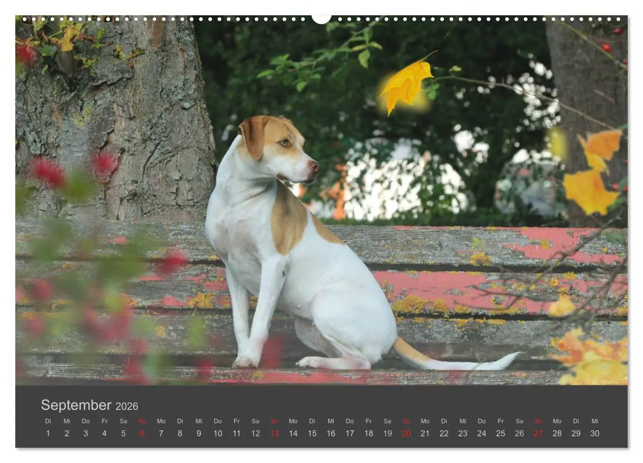 Bild: 9783457718032 | HUNDE LEBEN IST BUNT (hochwertiger Premium Wandkalender 2026 DIN A2...