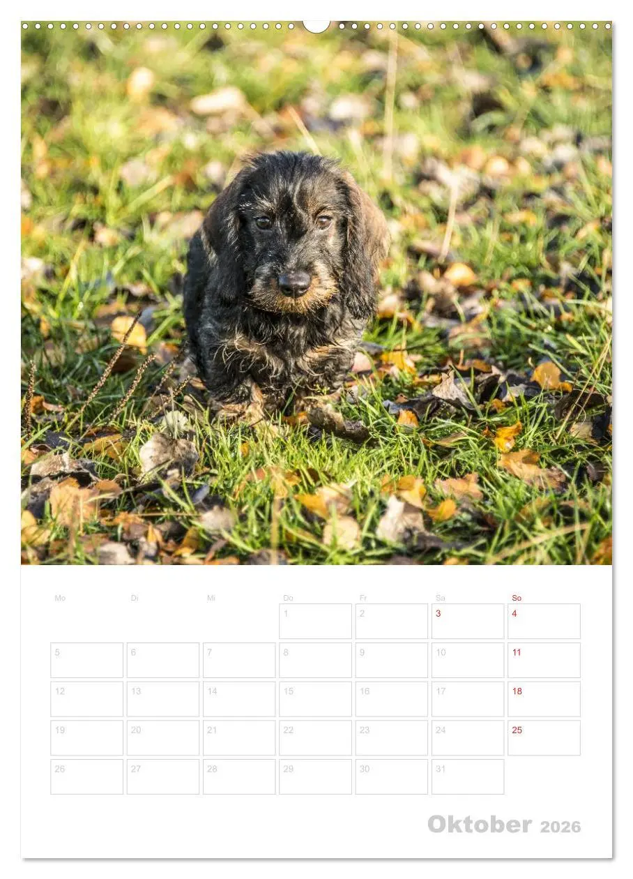 Bild: 9783516428032 | Der Dackel - mein kleiner Freund (hochwertiger Premium Wandkalender...
