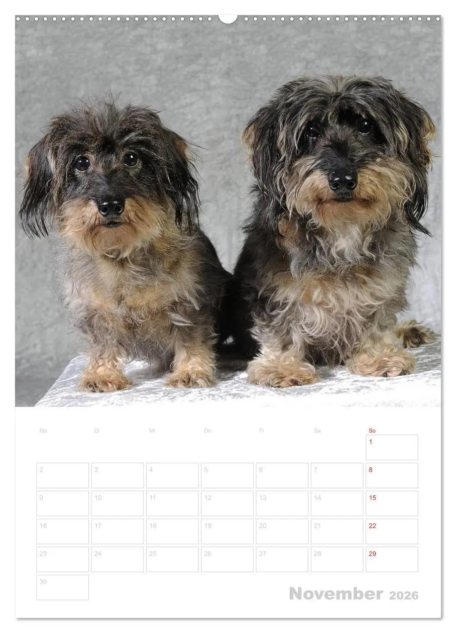 Bild: 9783516428032 | Der Dackel - mein kleiner Freund (hochwertiger Premium Wandkalender...