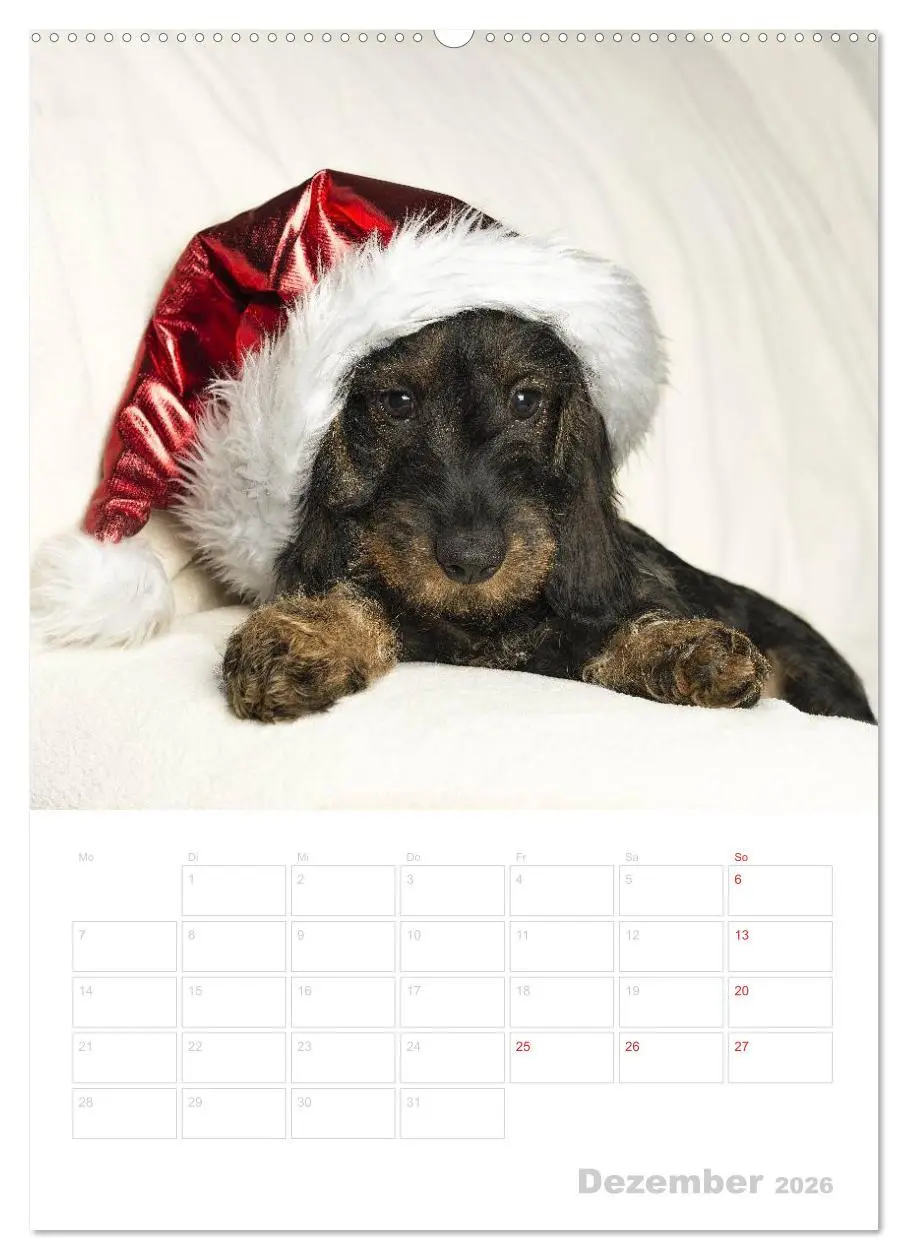 Bild: 9783516428032 | Der Dackel - mein kleiner Freund (hochwertiger Premium Wandkalender...