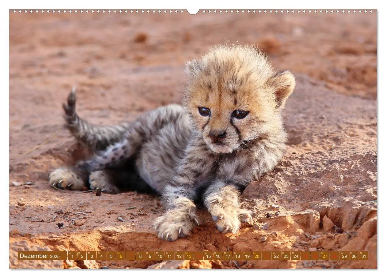 Bild: 9783435698332 | Katzen Afrikas (Wandkalender 2025 DIN A2 quer), CALVENDO...