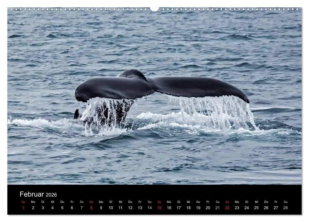 Bild: 9783516018332 | TRAUMZIEL ARKTIS, Impressionen vom Rand der Welt (Wandkalender 2026...