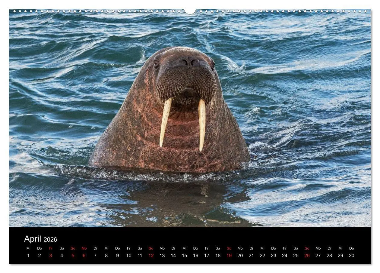 Bild: 9783516018332 | TRAUMZIEL ARKTIS, Impressionen vom Rand der Welt (Wandkalender 2026...