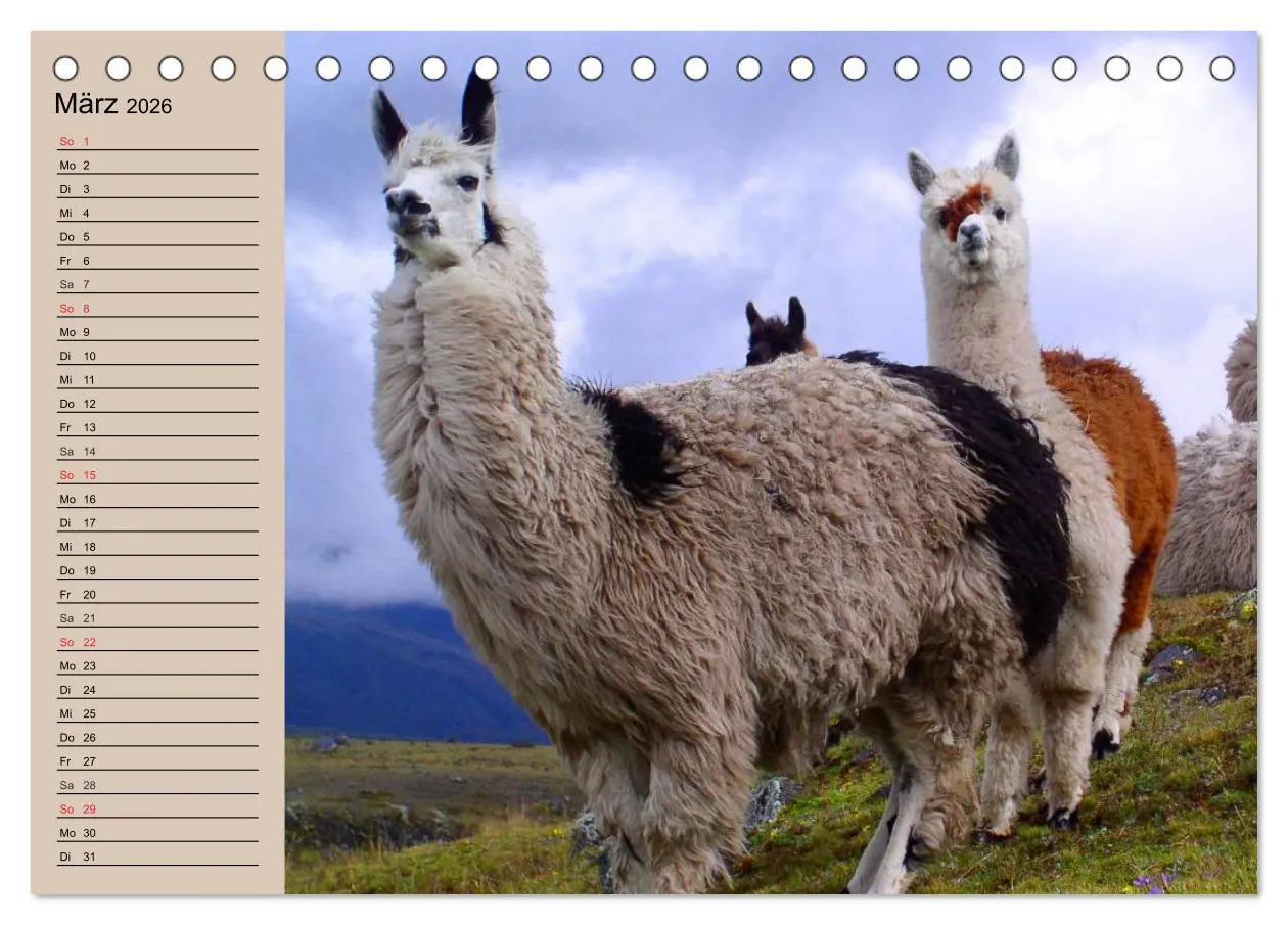 Bild: 9783516008432 | Alpakas und Lamas (Tischkalender 2026 DIN A5 quer), CALVENDO...