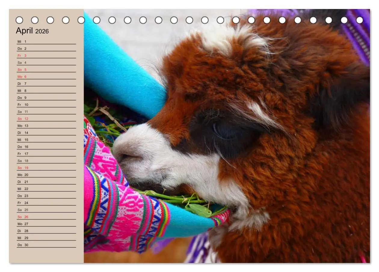 Bild: 9783516008432 | Alpakas und Lamas (Tischkalender 2026 DIN A5 quer), CALVENDO...