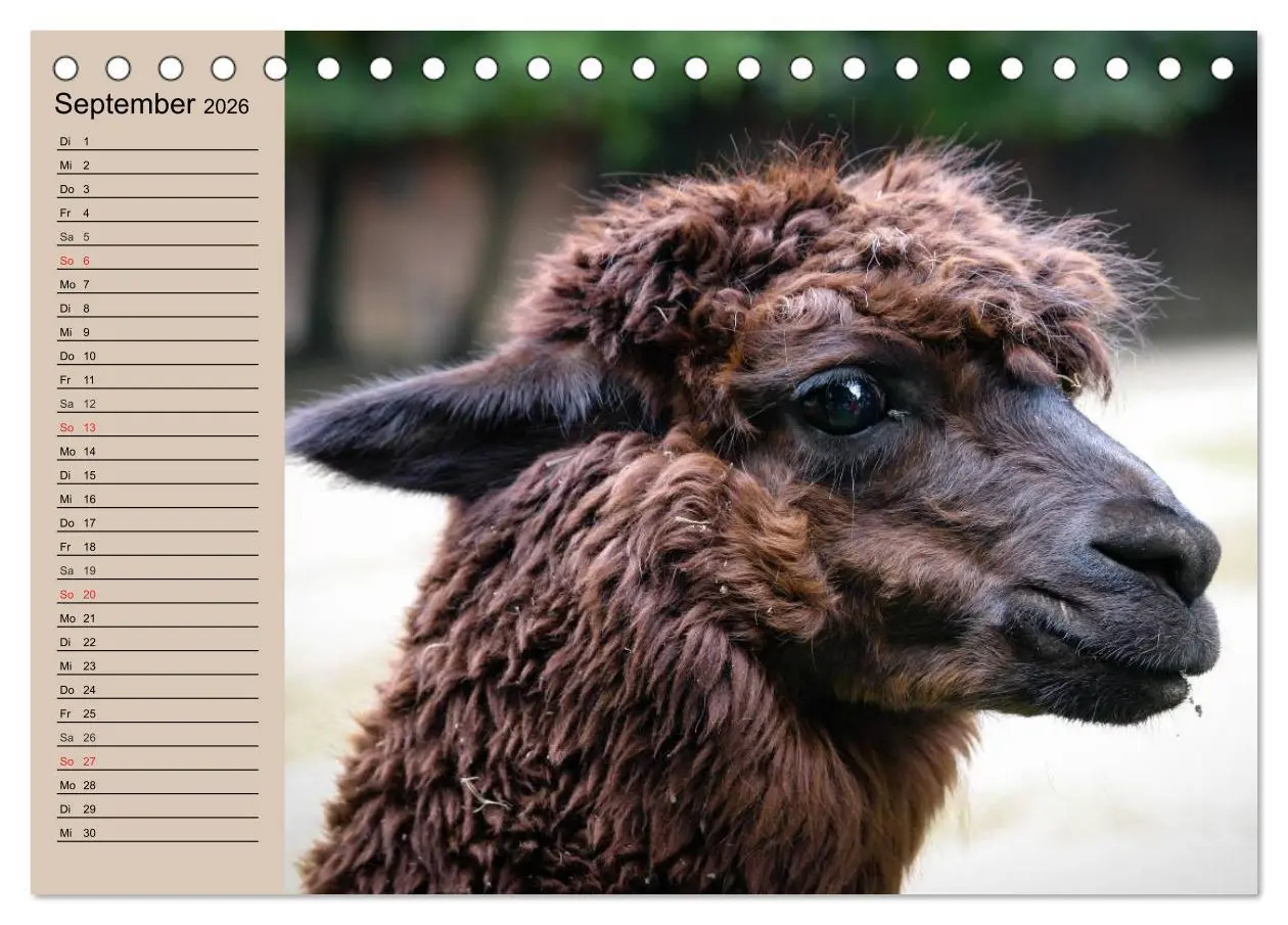 Bild: 9783516008432 | Alpakas und Lamas (Tischkalender 2026 DIN A5 quer), CALVENDO...