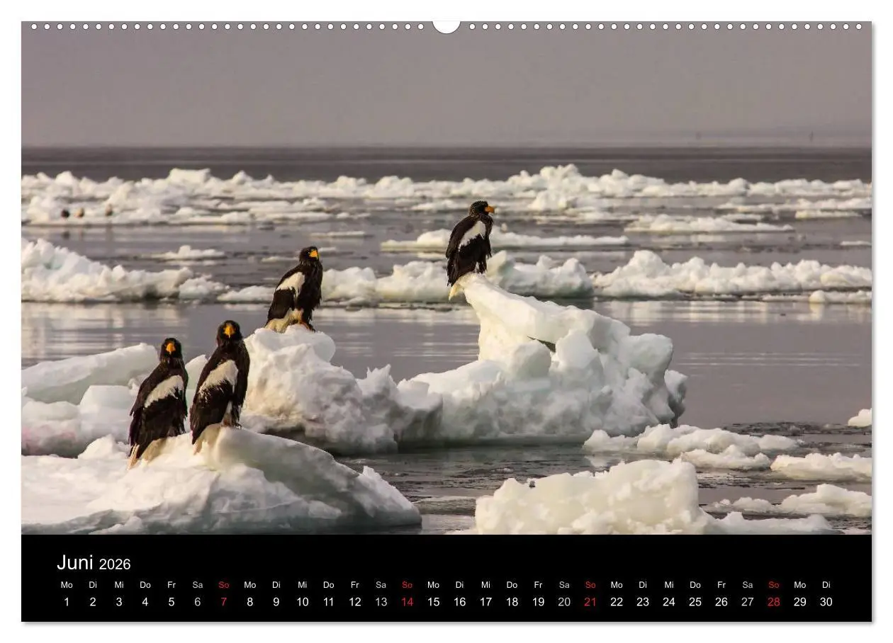 Bild: 9783516178432 | Seeadler - Könige der Lüfte (hochwertiger Premium Wandkalender 2026...