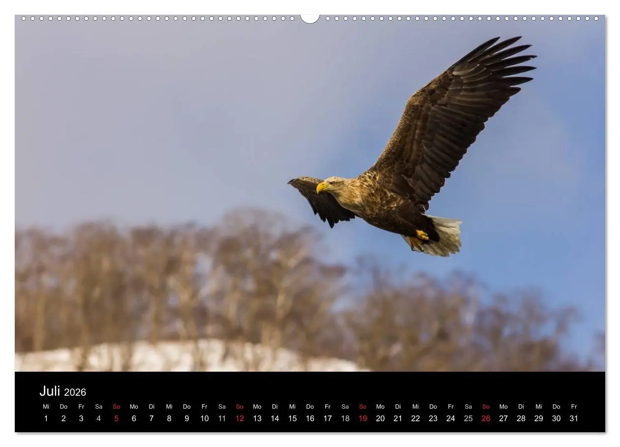 Bild: 9783516178432 | Seeadler - Könige der Lüfte (hochwertiger Premium Wandkalender 2026...