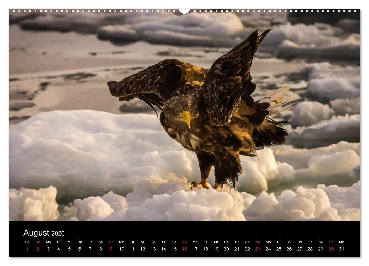Bild: 9783516178432 | Seeadler - Könige der Lüfte (hochwertiger Premium Wandkalender 2026...