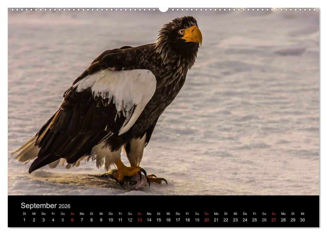 Bild: 9783516178432 | Seeadler - Könige der Lüfte (hochwertiger Premium Wandkalender 2026...