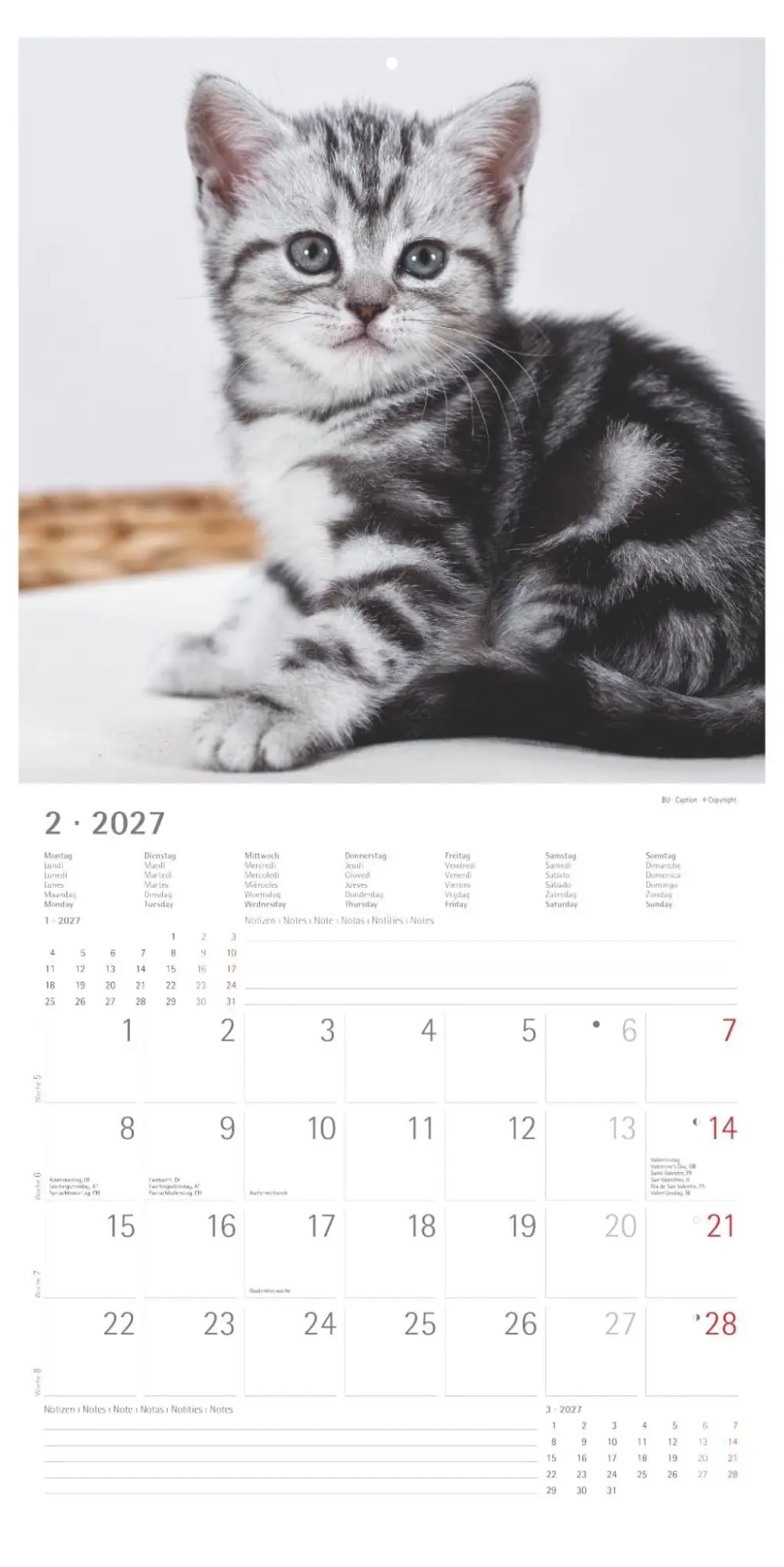 Bild: 4069095018532 | Katzenbabys 2027 | Neumann Verlage GmbH &amp; Co KG | Kalender | 14 S.