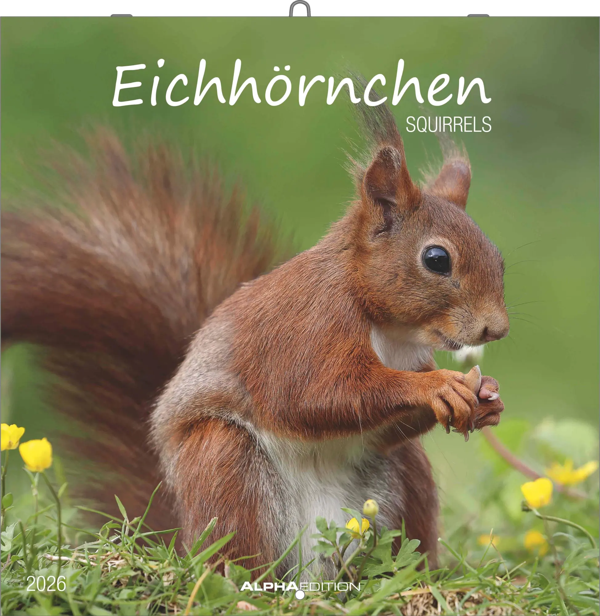 Cover: 4069095008632 | Eichörnchen - Broschürenkalender im Format 30 x 30 mit...