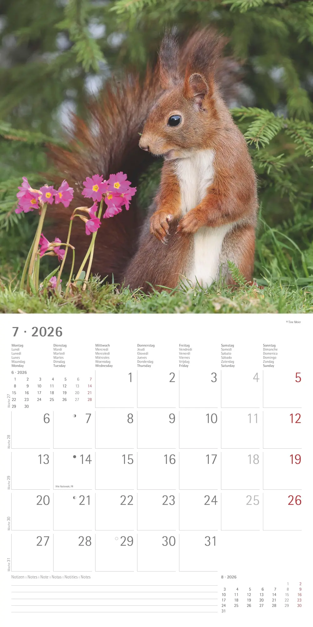 Bild: 4069095008632 | Eichörnchen - Broschürenkalender im Format 30 x 30 mit...
