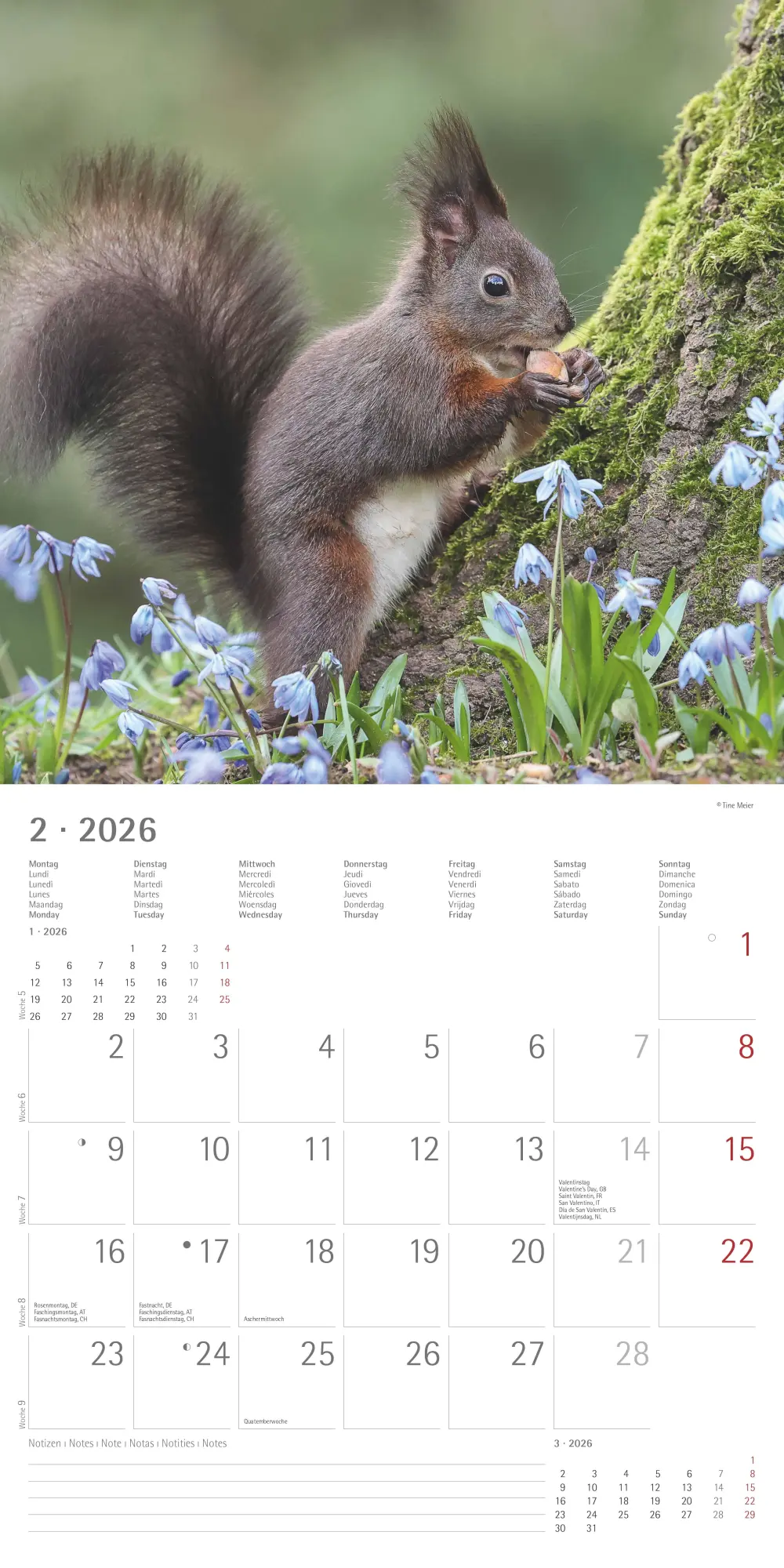 Bild: 4069095008632 | Eichörnchen - Broschürenkalender im Format 30 x 30 mit...