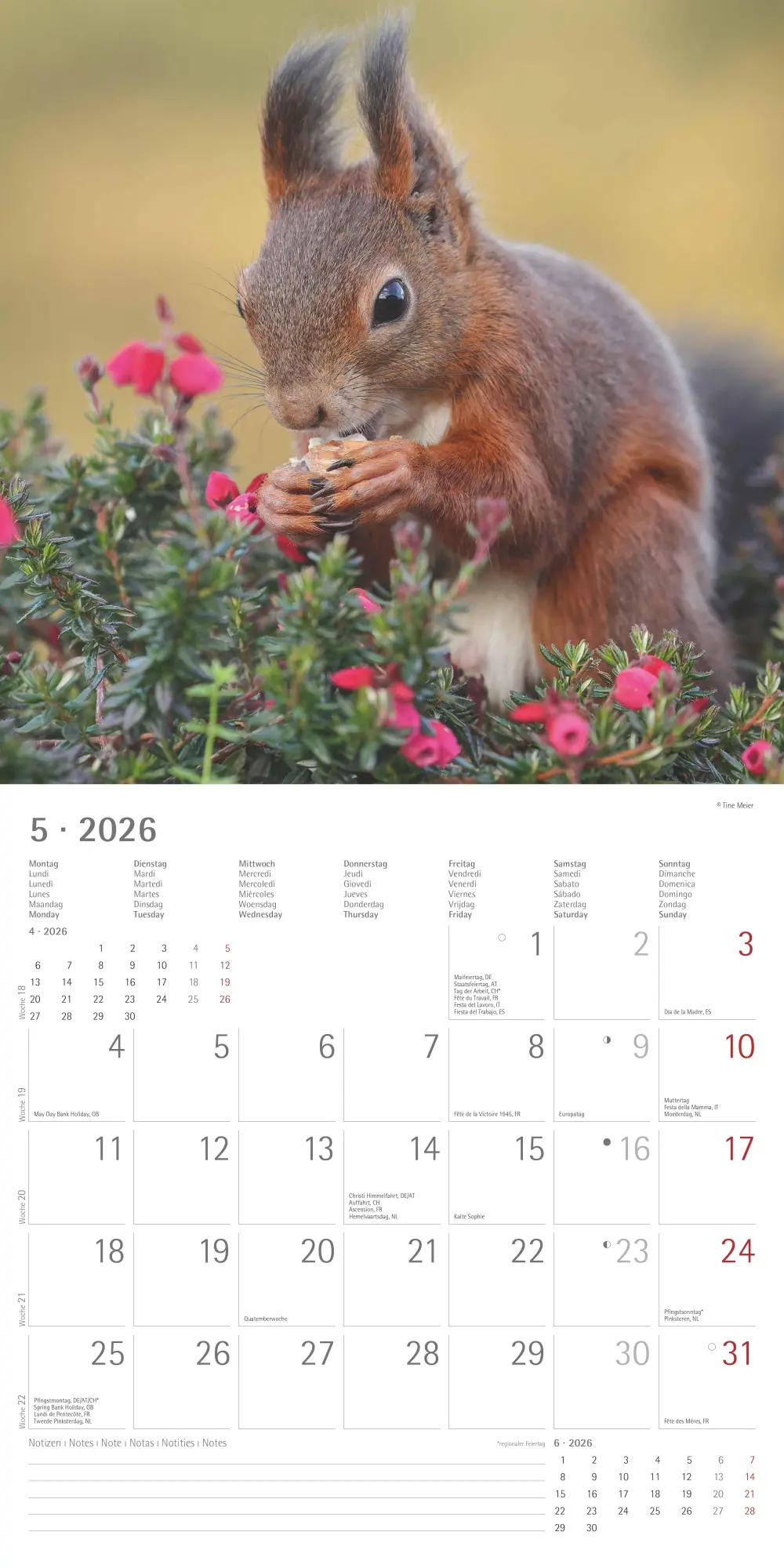 Bild: 4069095008632 | Eichörnchen - Broschürenkalender im Format 30 x 30 mit...