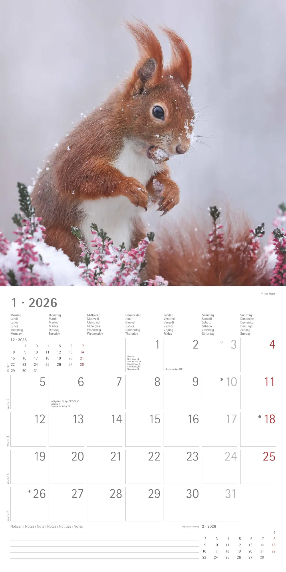 Bild: 4069095008632 | Eichörnchen - Broschürenkalender im Format 30 x 30 mit...