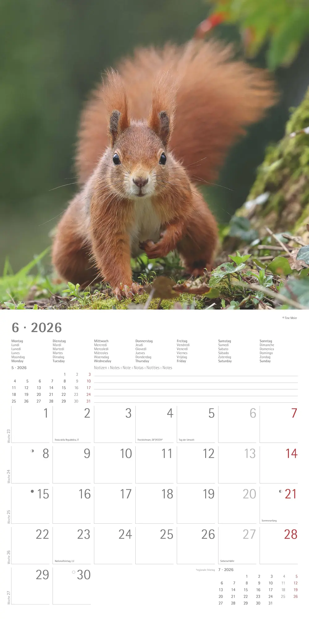 Bild: 4069095008632 | Eichörnchen - Broschürenkalender im Format 30 x 30 mit...