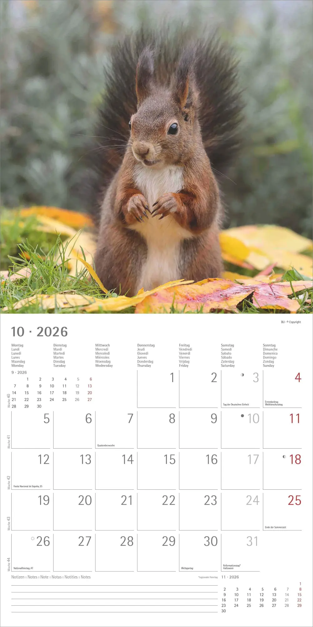 Bild: 4069095008632 | Eichörnchen - Broschürenkalender im Format 30 x 30 mit...