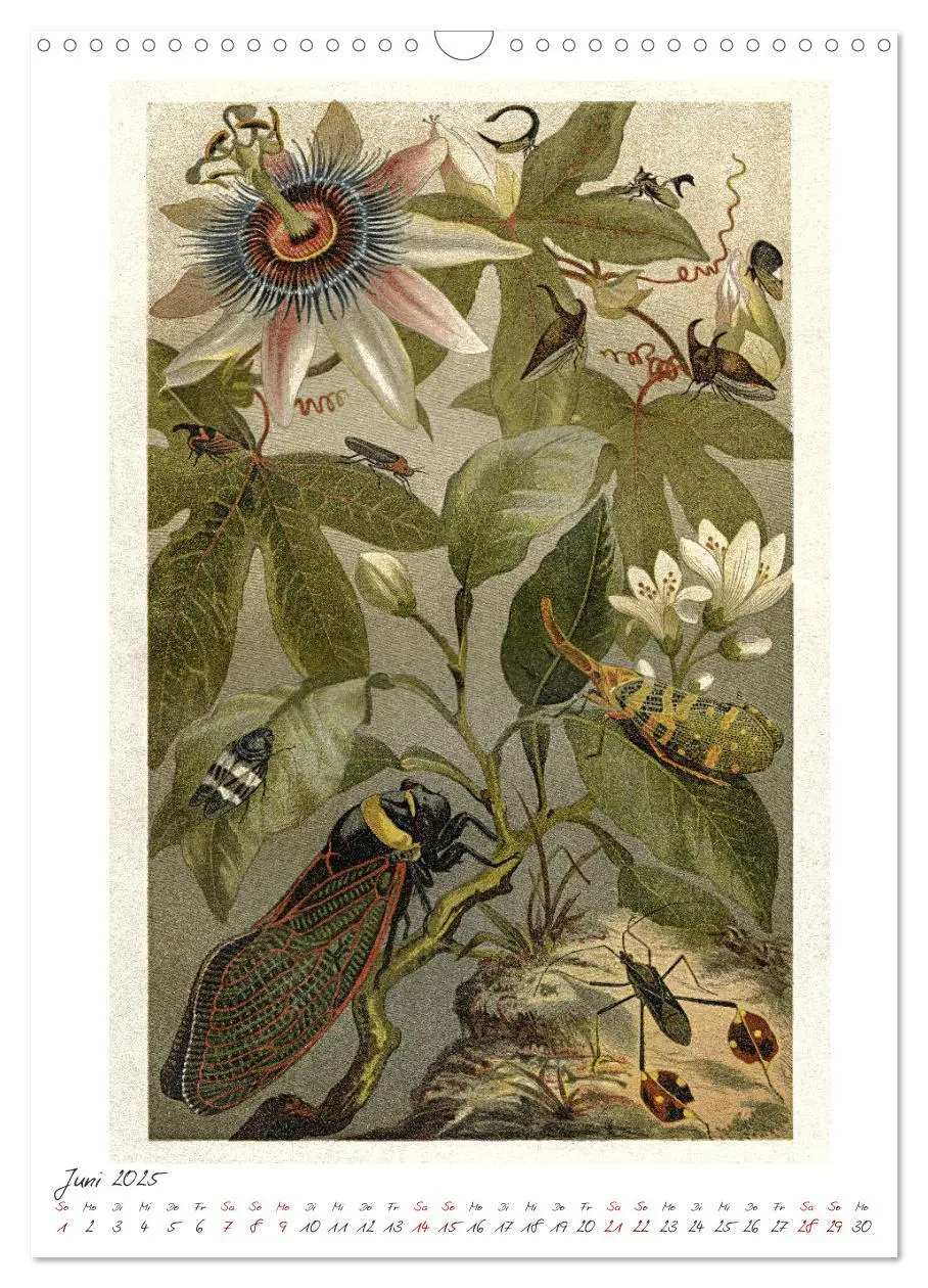 Bild: 9783435978632 | Formenspiele der Evolution. Chromolithographien des 19....