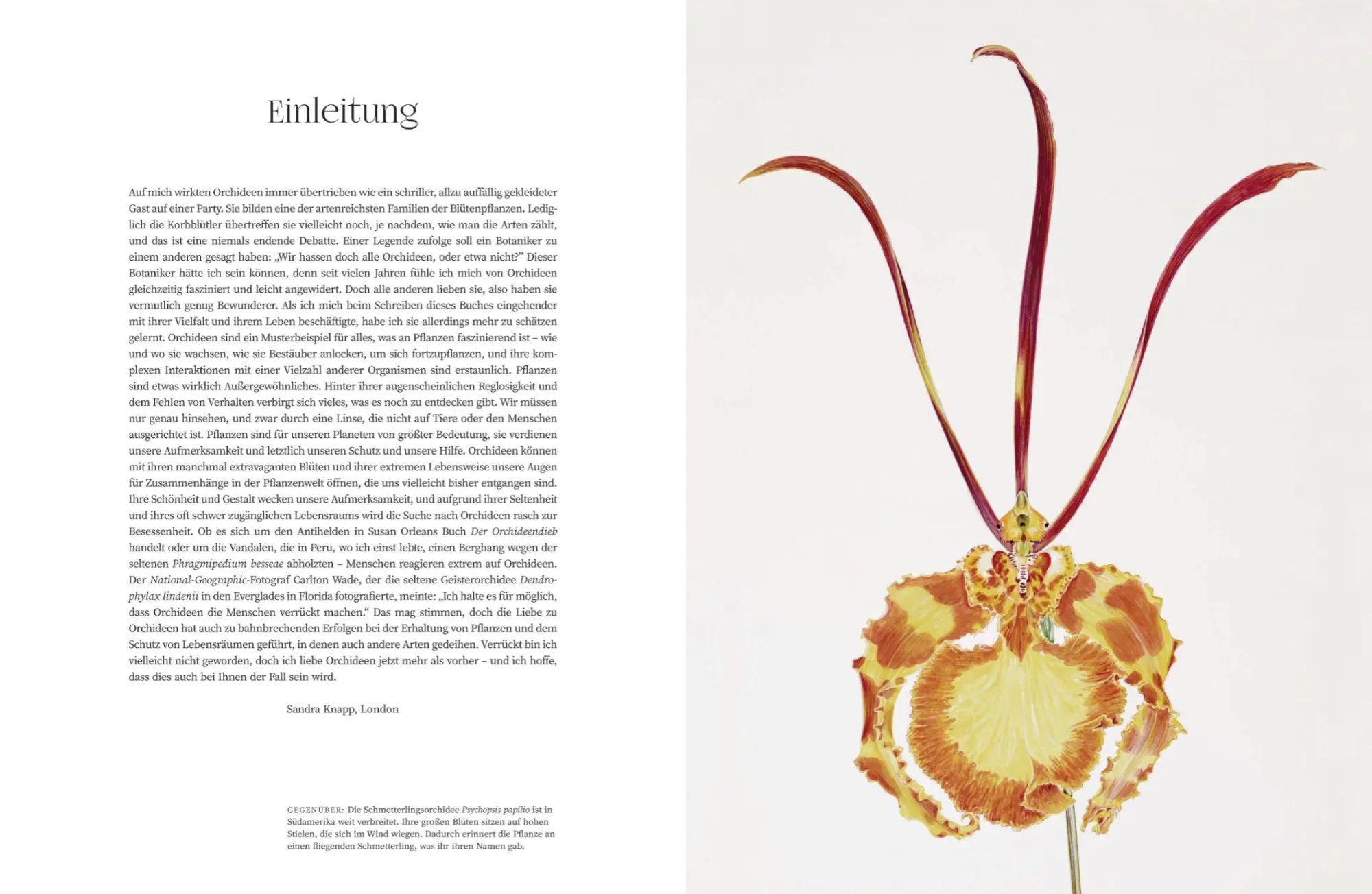 Bild: 9783791388632 | Orchideen | Sandra Knapp | Buch | 160 S. | Deutsch | 2022 | Prestel