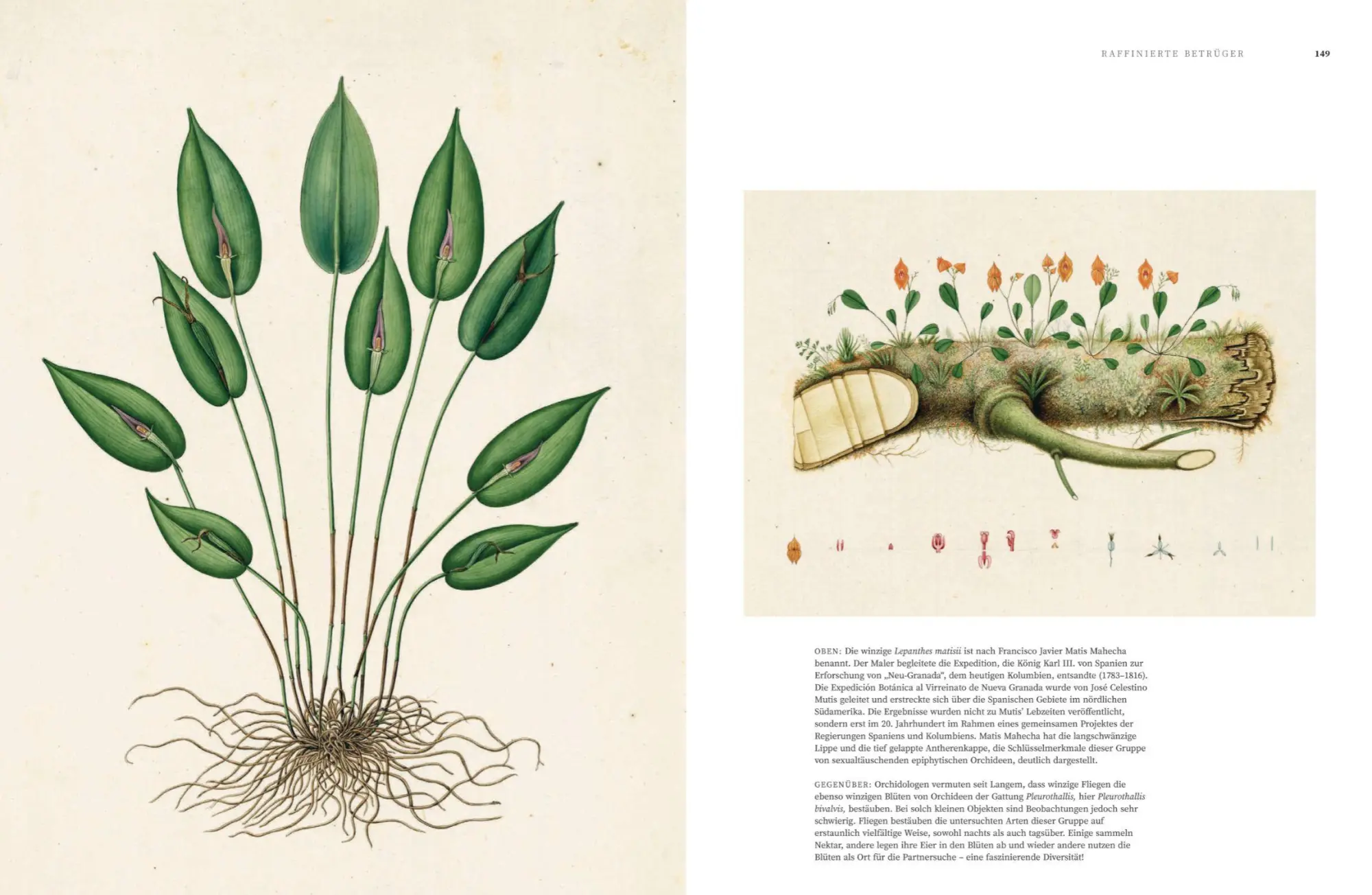 Bild: 9783791388632 | Orchideen | Sandra Knapp | Buch | 160 S. | Deutsch | 2022 | Prestel