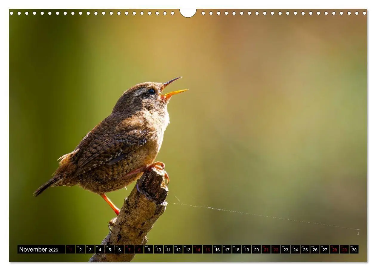 Bild: 9783516698732 | Wildtiere des Paderborner Landes (Wandkalender 2026 DIN A3 quer),...