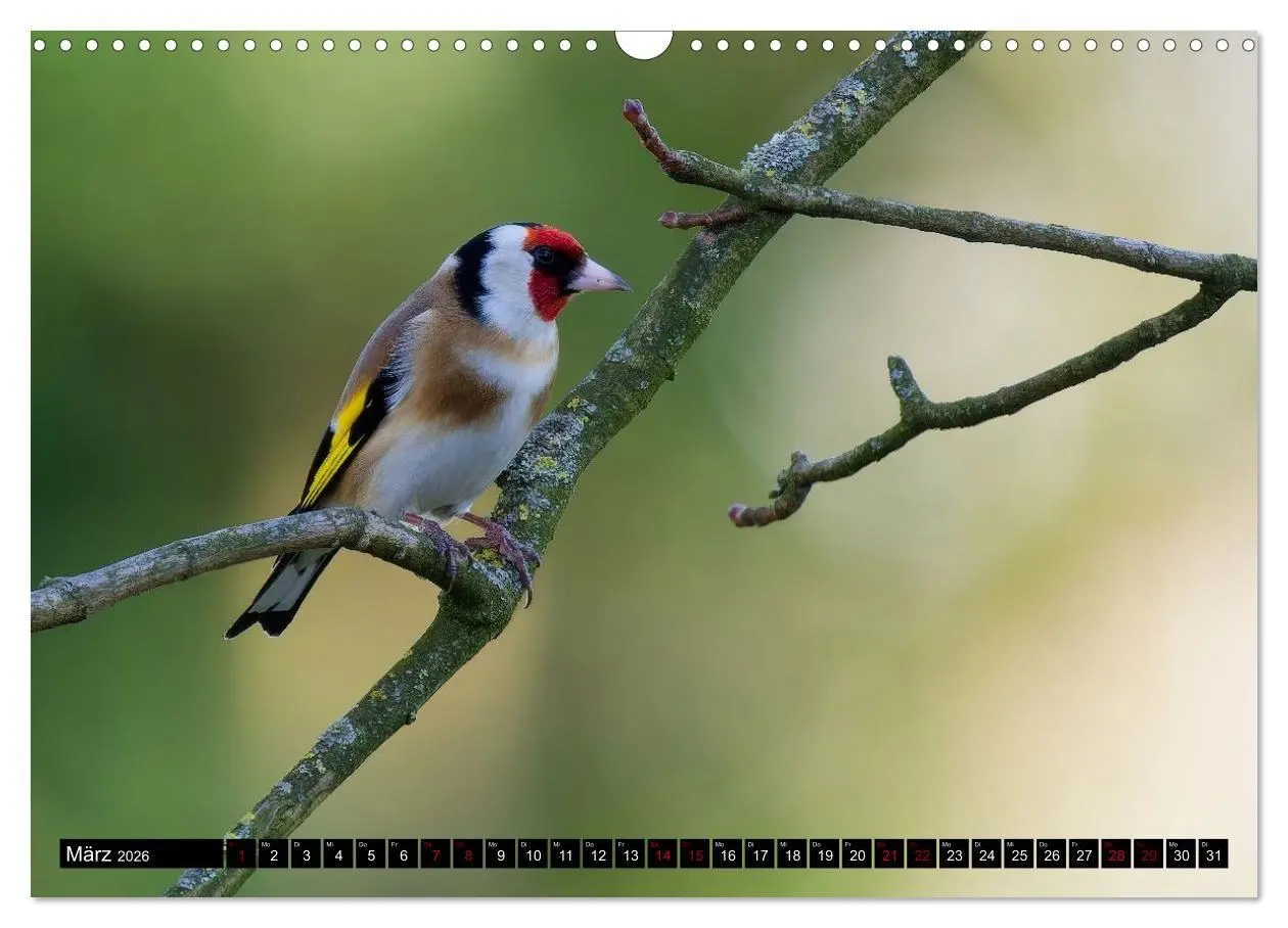 Bild: 9783516698732 | Wildtiere des Paderborner Landes (Wandkalender 2026 DIN A3 quer),...