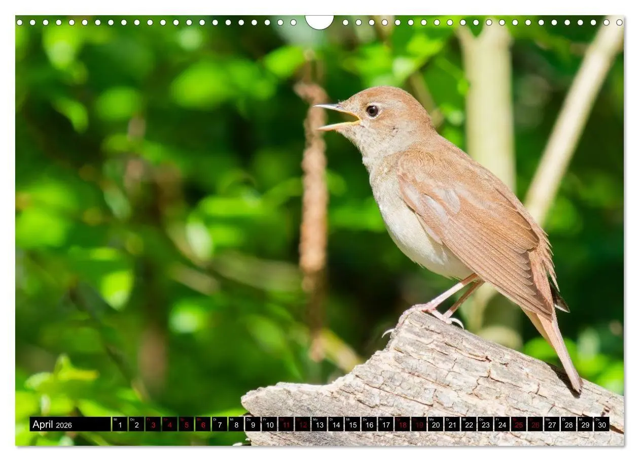 Bild: 9783516698732 | Wildtiere des Paderborner Landes (Wandkalender 2026 DIN A3 quer),...
