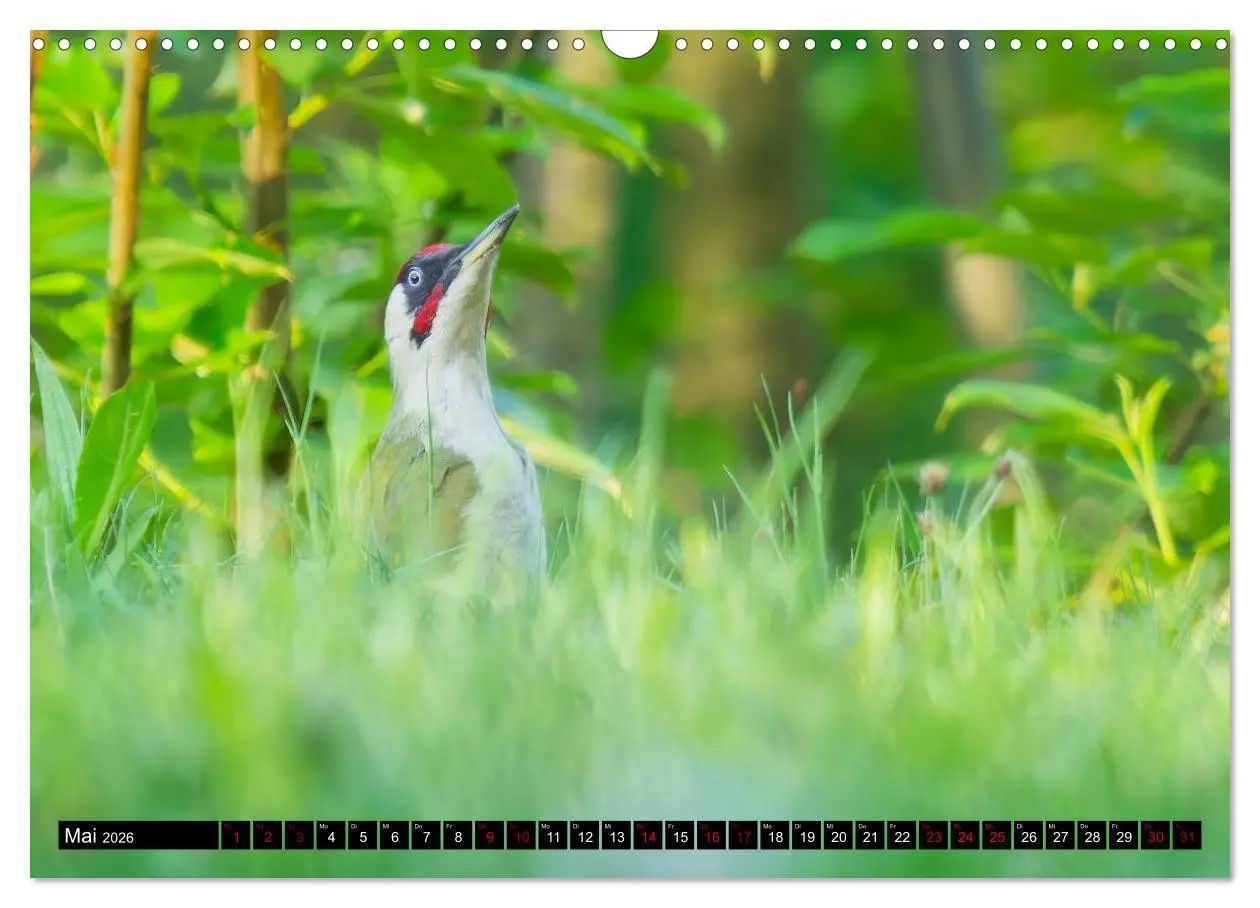 Bild: 9783516698732 | Wildtiere des Paderborner Landes (Wandkalender 2026 DIN A3 quer),...