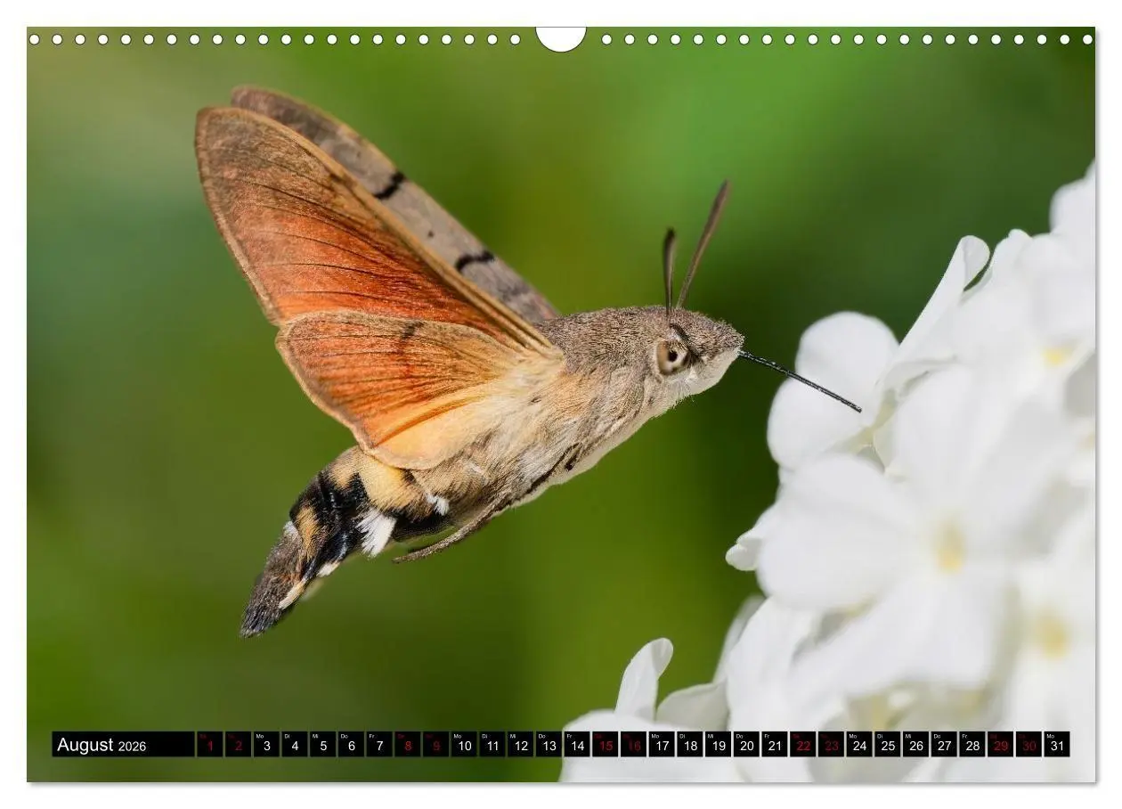 Bild: 9783516698732 | Wildtiere des Paderborner Landes (Wandkalender 2026 DIN A3 quer),...