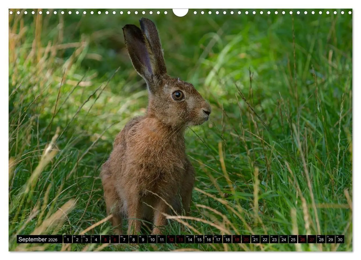 Bild: 9783516698732 | Wildtiere des Paderborner Landes (Wandkalender 2026 DIN A3 quer),...