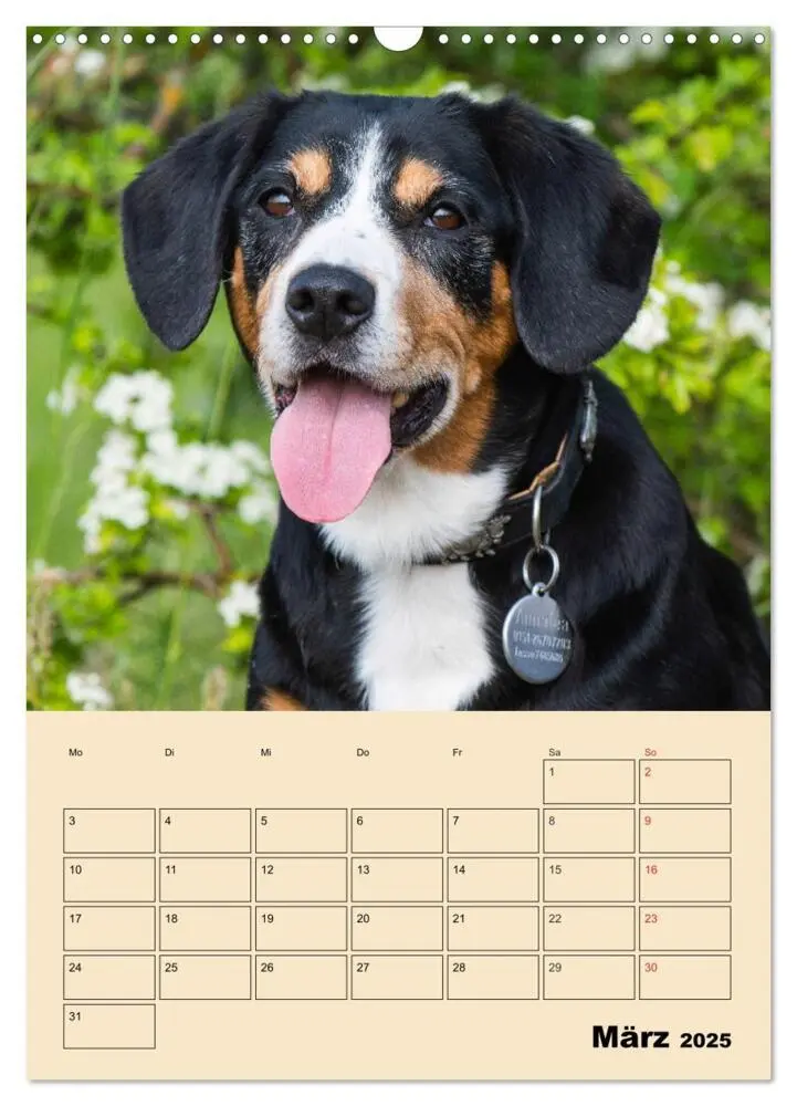 Bild: 9783435958832 | Jahresplaner Entlebucher Sennenhund (Wandkalender 2025 DIN A3...