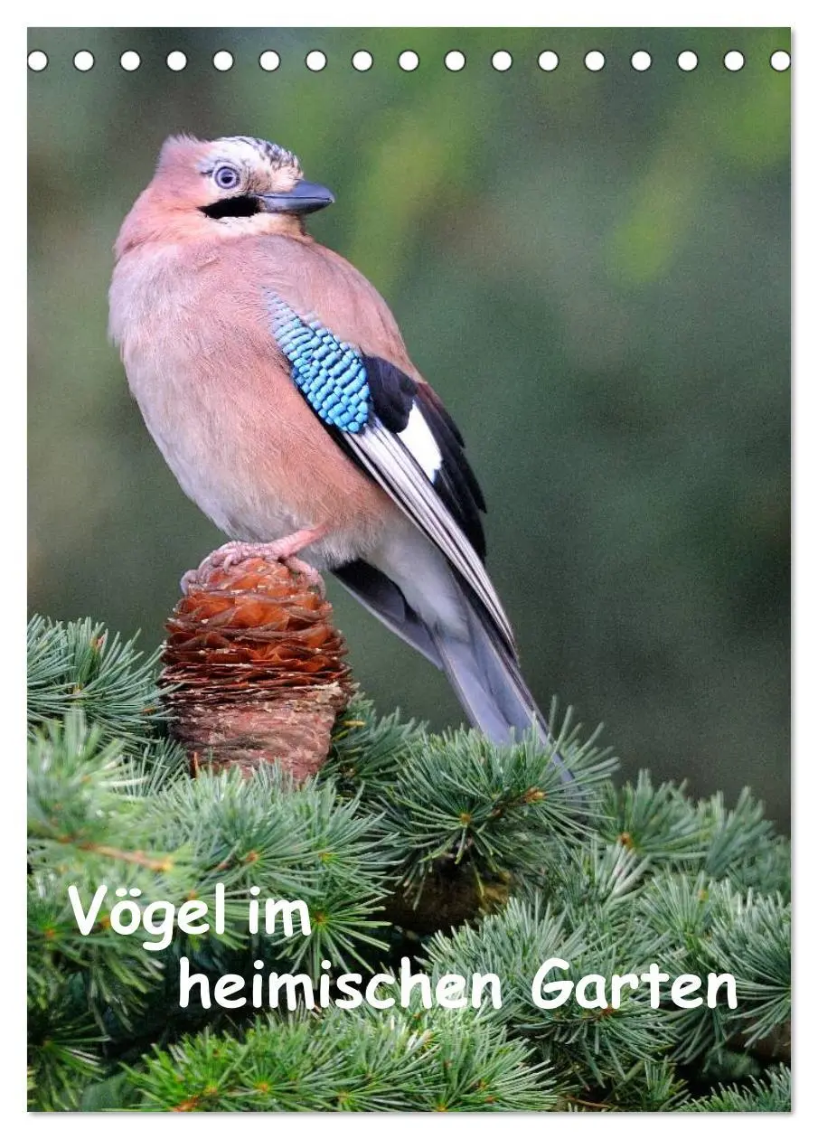 Cover: 9783516448832 | Vögel im heimischen Garten (Tischkalender 2026 DIN A5 hoch),...