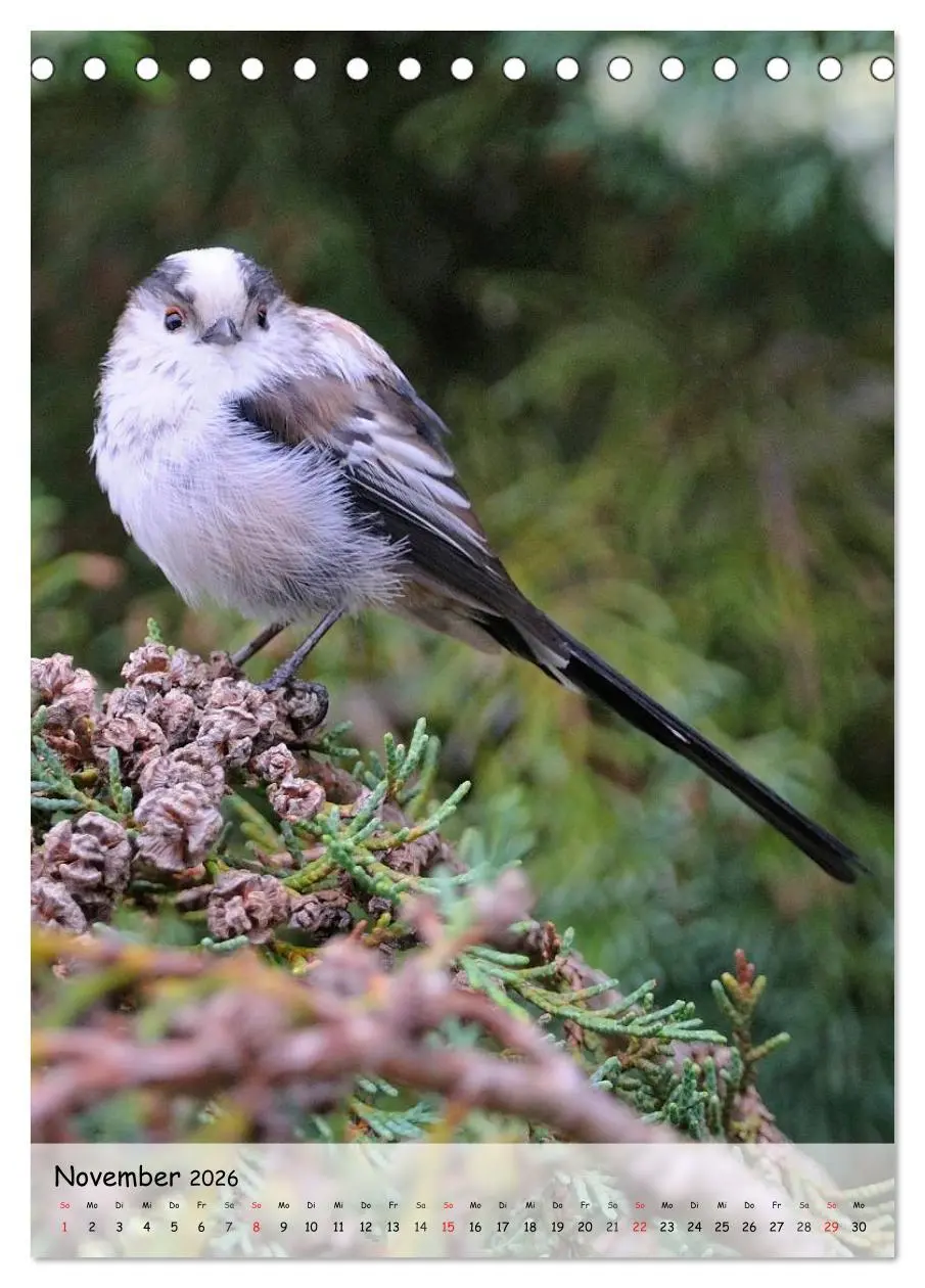 Bild: 9783516448832 | Vögel im heimischen Garten (Tischkalender 2026 DIN A5 hoch),...