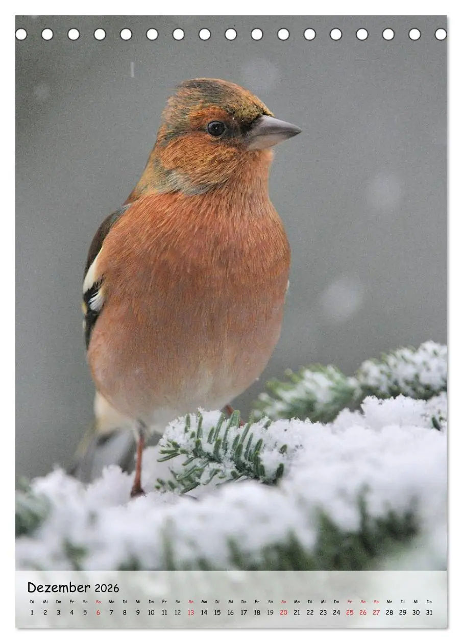 Bild: 9783516448832 | Vögel im heimischen Garten (Tischkalender 2026 DIN A5 hoch),...
