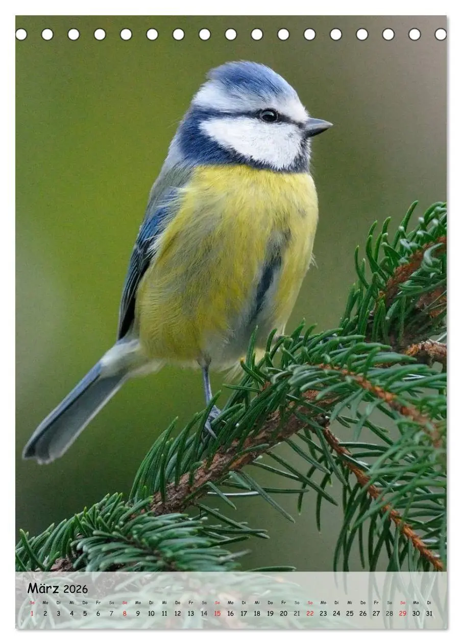 Bild: 9783516448832 | Vögel im heimischen Garten (Tischkalender 2026 DIN A5 hoch),...
