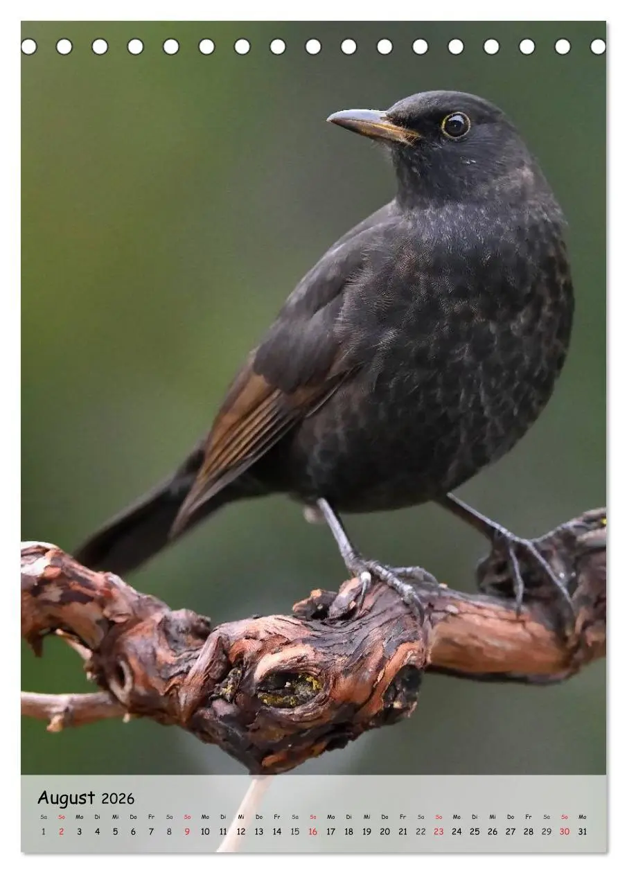 Bild: 9783516448832 | Vögel im heimischen Garten (Tischkalender 2026 DIN A5 hoch),...