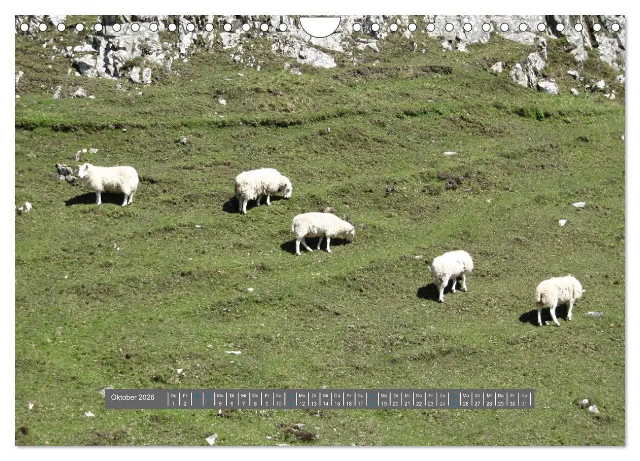 Bild: 9783516179132 | Schottlands Highland Schafe (Wandkalender 2026 DIN A4 quer),...