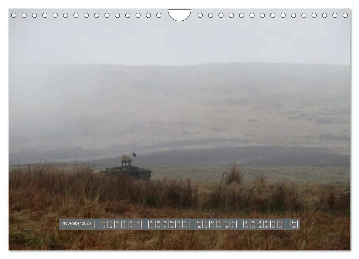 Bild: 9783516179132 | Schottlands Highland Schafe (Wandkalender 2026 DIN A4 quer),...