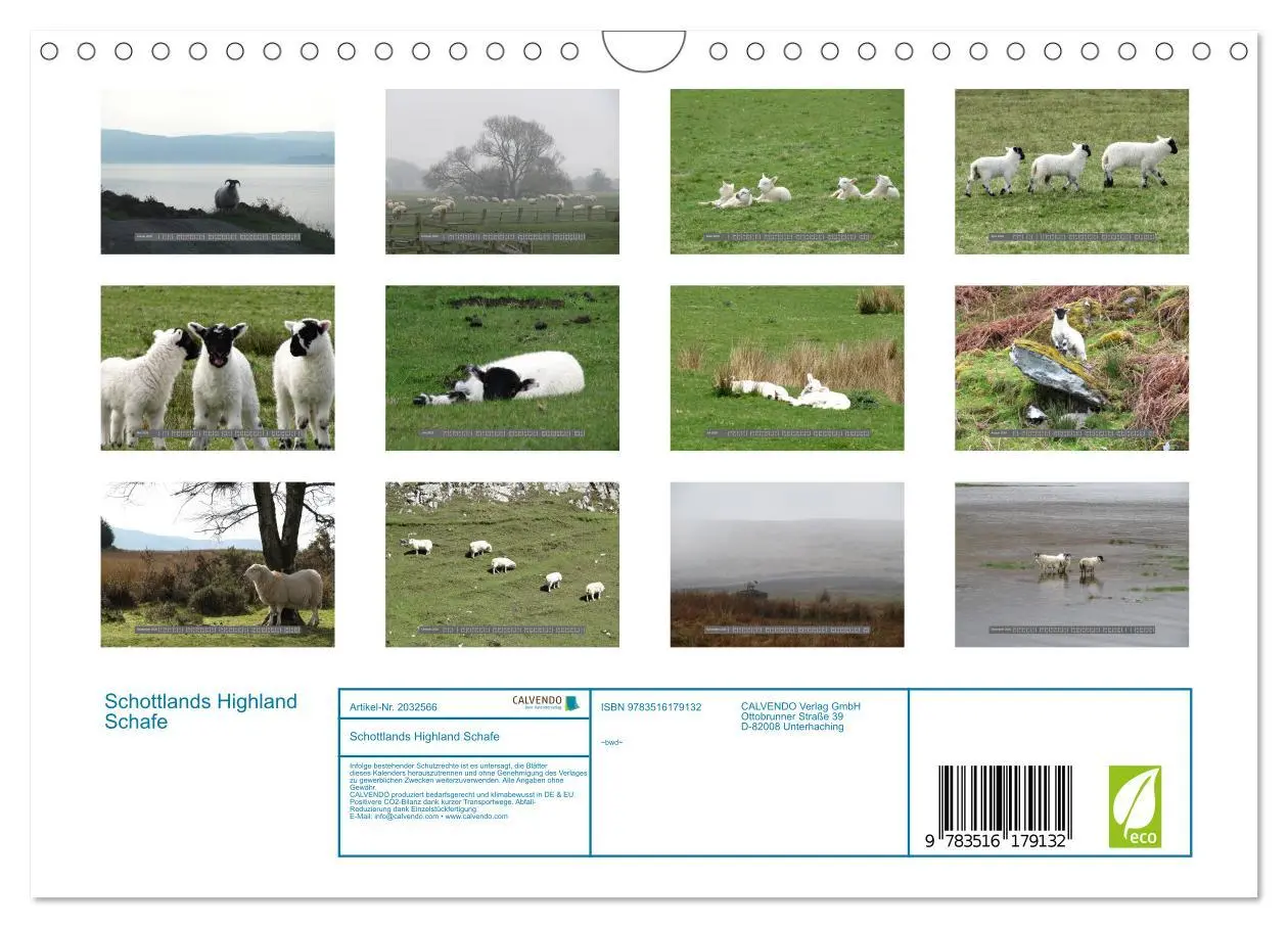 Bild: 9783516179132 | Schottlands Highland Schafe (Wandkalender 2026 DIN A4 quer),...