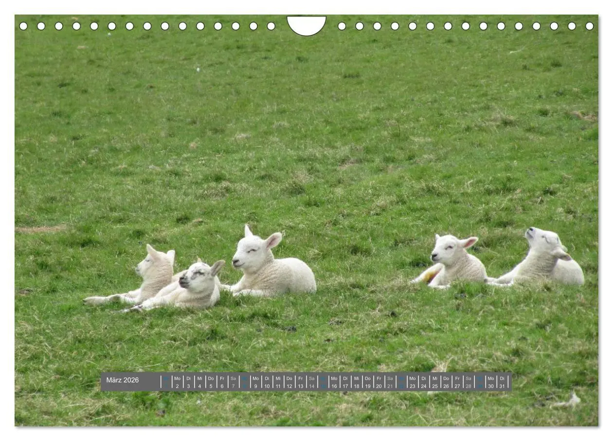 Bild: 9783516179132 | Schottlands Highland Schafe (Wandkalender 2026 DIN A4 quer),...