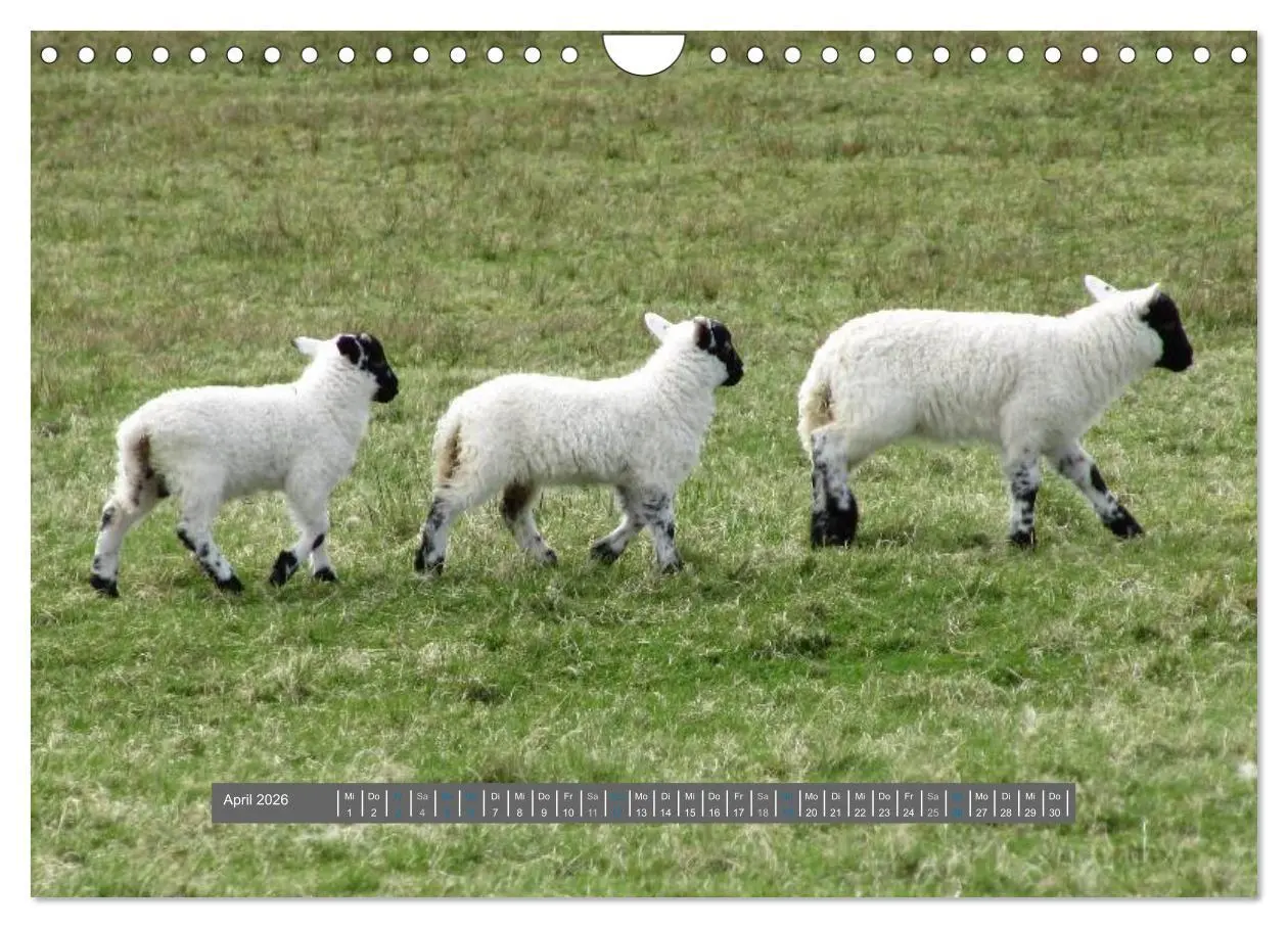 Bild: 9783516179132 | Schottlands Highland Schafe (Wandkalender 2026 DIN A4 quer),...