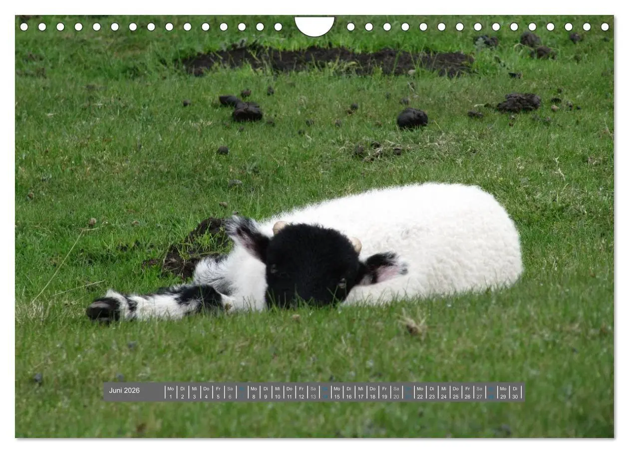 Bild: 9783516179132 | Schottlands Highland Schafe (Wandkalender 2026 DIN A4 quer),...