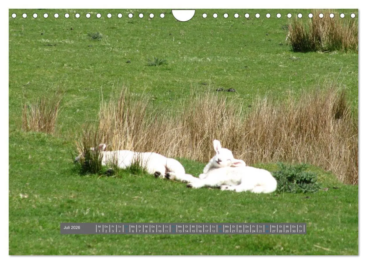 Bild: 9783516179132 | Schottlands Highland Schafe (Wandkalender 2026 DIN A4 quer),...