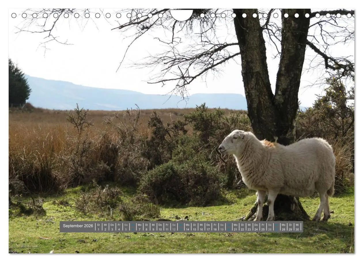 Bild: 9783516179132 | Schottlands Highland Schafe (Wandkalender 2026 DIN A4 quer),...