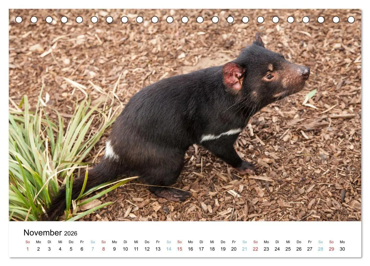 Bild: 9783516489132 | Australiens wunderbare Tiere (Tischkalender 2026 DIN A5 quer),...