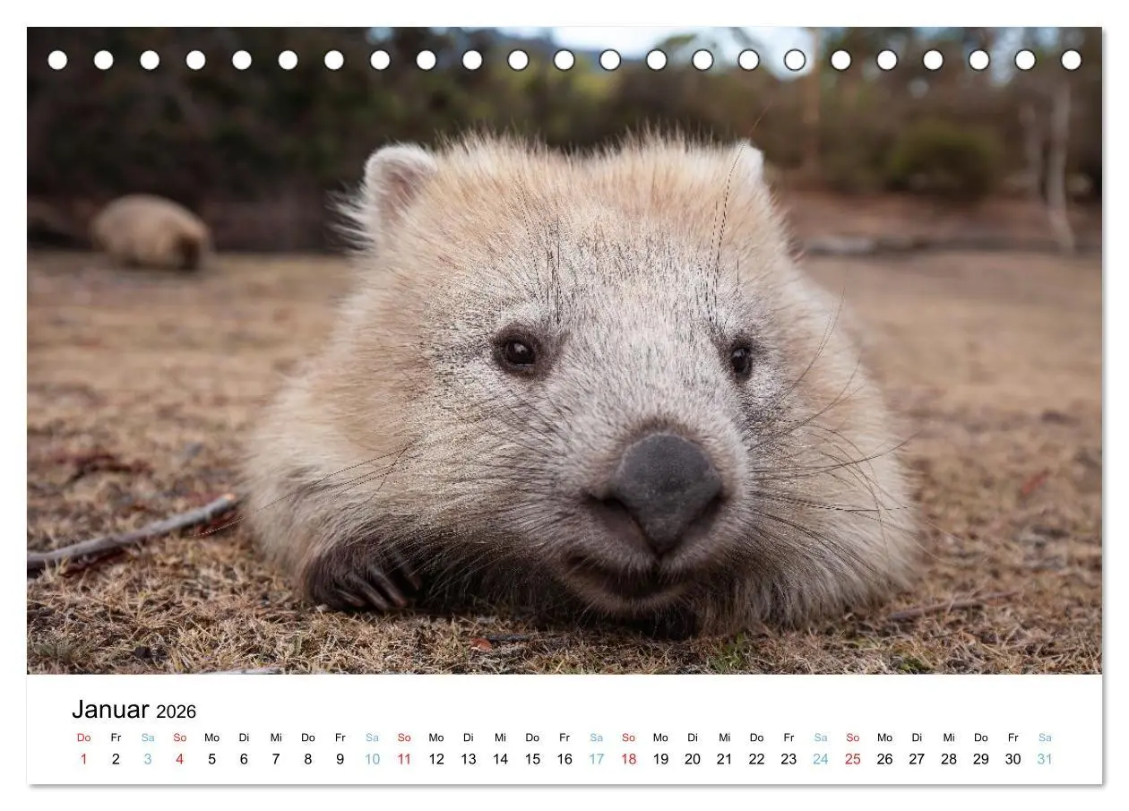 Bild: 9783516489132 | Australiens wunderbare Tiere (Tischkalender 2026 DIN A5 quer),...