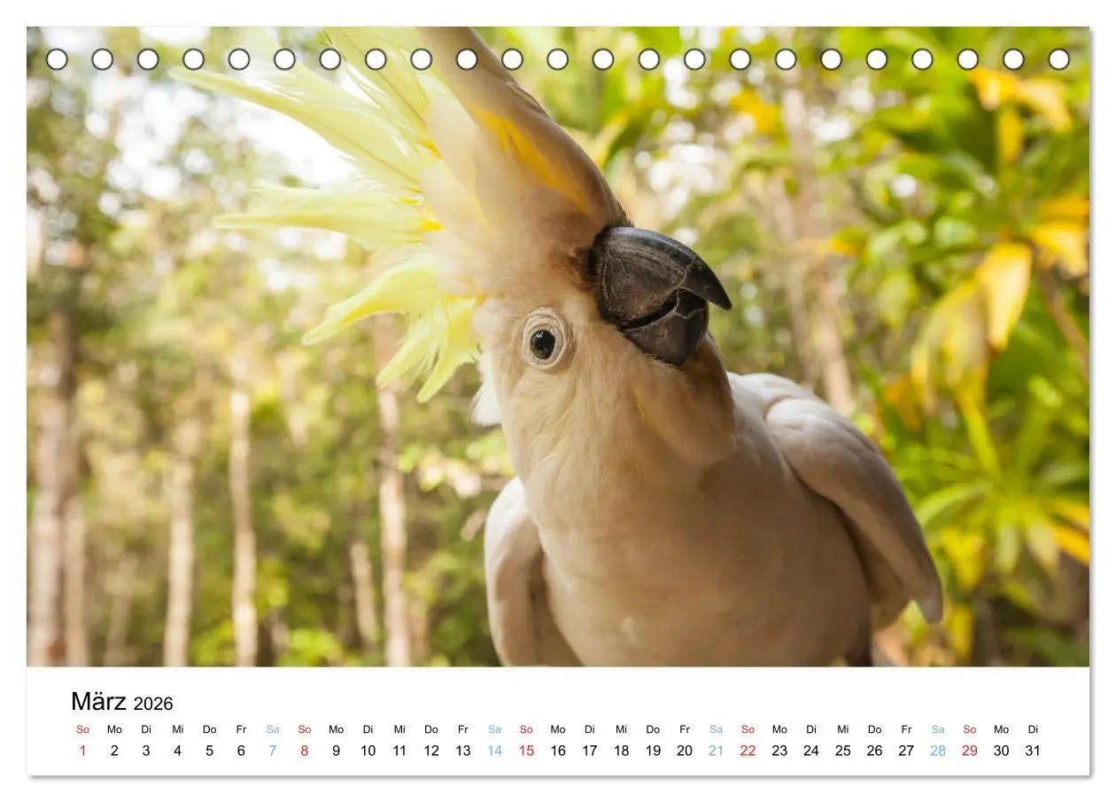 Bild: 9783516489132 | Australiens wunderbare Tiere (Tischkalender 2026 DIN A5 quer),...