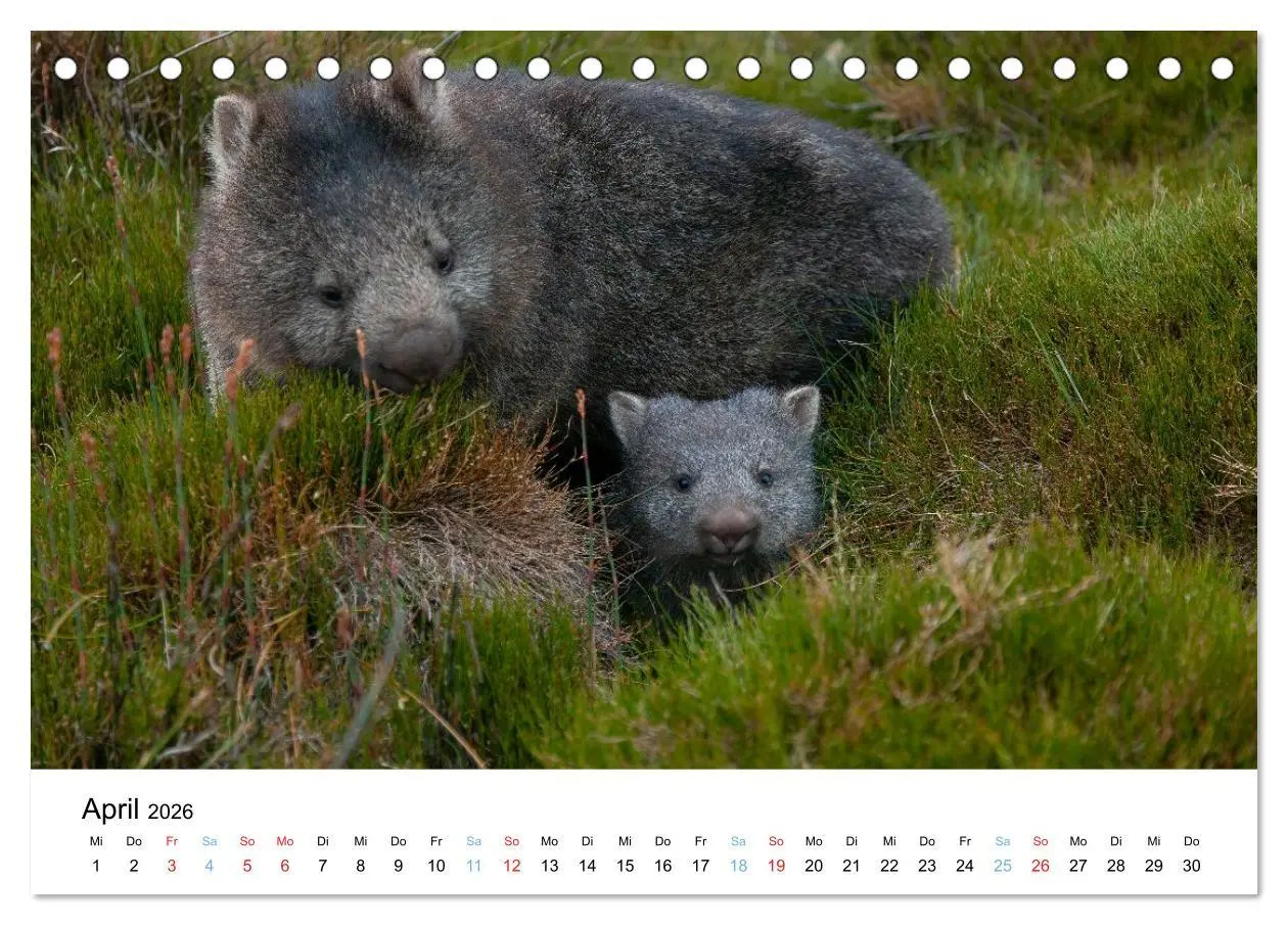 Bild: 9783516489132 | Australiens wunderbare Tiere (Tischkalender 2026 DIN A5 quer),...