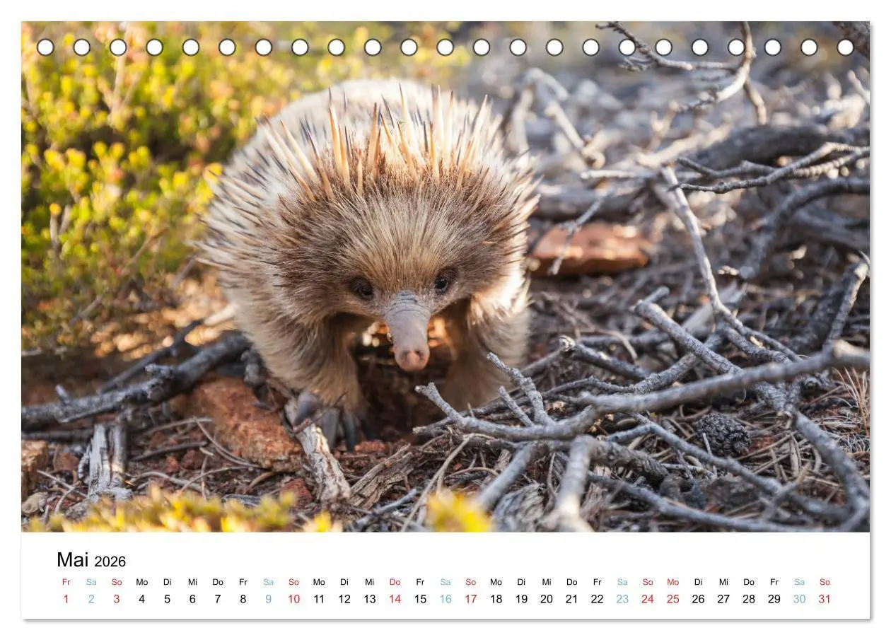 Bild: 9783516489132 | Australiens wunderbare Tiere (Tischkalender 2026 DIN A5 quer),...